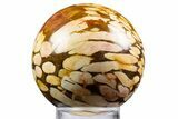 Polished Petrified Peanut Wood Sphere - Australia #341923-1
